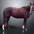 Brown Horse With White Hooves And Red Bridle In Studio Background