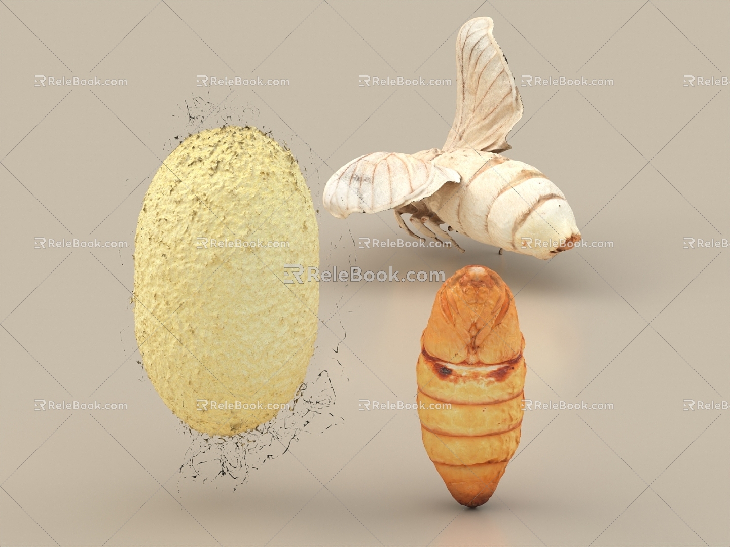 Moth Silkworm Moth Silkworm Pupa Silkworm Cocoon Silk Silkworm Insect 3d model