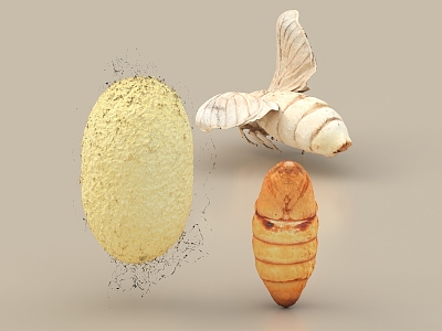 Moth Silkworm Moth Silkworm Pupa Silkworm Cocoon Silkworm Insect 3d model