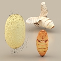 Moth Silkworm Moth Silkworm Pupa Silkworm Cocoon Silk Silkworm Insect 3d model