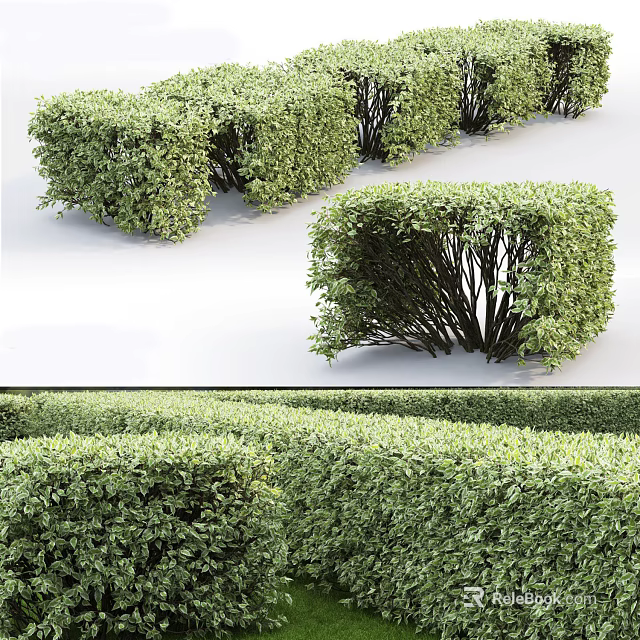 Neatly Trimmed Green Bushes for Garden Landscaping with Various Shapes and Arrangement 3d model 