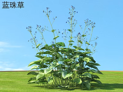 Blue Bead Grass with Lush Green Leaves and Blue Flowers Growing in Open Grassland 3d model