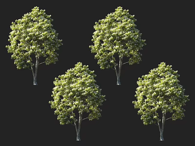 Lush Green Arbor Trees With Dense Foliage And Slender Trunks On Black 3d model