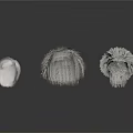Three Realistic Organ Models With Detailed Hair Structures On White Background