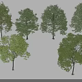 Various Leafy Trees With Different Shapes Lush Green Foliage And Cast Shadows