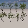 Different Types Of Arbor Trees With Green Leaves And Varying Trunk Shapes