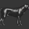 Gray Labrador Dog Wearing Brown Collar With Metal Buckle Standing On Black Shiny Surface