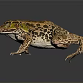 Colorful Reptile With Yellow Green Back Black Spotted Pattern And Webbed Feet On Dark Background