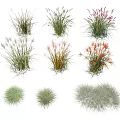 Diverse Types of Ornamental Grasses With Varied Shapes And Colorful Plumes For Landscaping