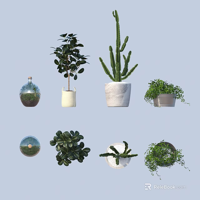 Various Bonsai and Potted Plants with Succulents Cacti and Decorative Pots for Indoor Greenery 3d model 