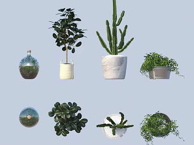 Various Bonsai and Potted Plants with Succulents Cacti and Decorative Pots for Indoor Greenery 3d model