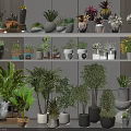 Various Potted Bonsai and Plants on Multiple Shelves Indoor