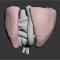 Human Thoracic Organ Lungs 3D Rendering Showing Anatomical Structure And Internal Details 3d model