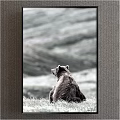 Animal Painting of a Bear Sitting on Grassland with Mountain Background Black and White Style