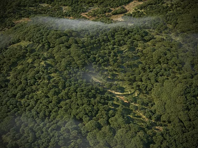 Dense Green Arbor Trees Thriving in Vast Natural Healthy Landscape 3d model