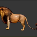 Realistic Lion with Thick Mane Standing on Gray Background Showing Reflection