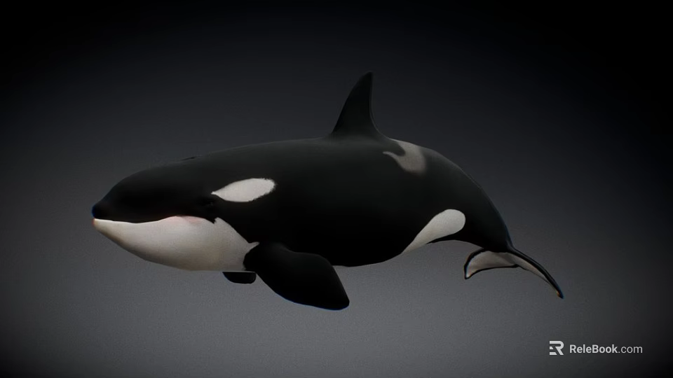 Black And White Orca Swimming With Sleek Body Against Dark Background 3d model 