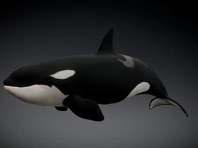 Black And White Orca Swimming With Sleek Body Against Dark Background 3d model