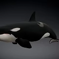 Black And White Orca Swimming With Sleek Body Against Dark Background