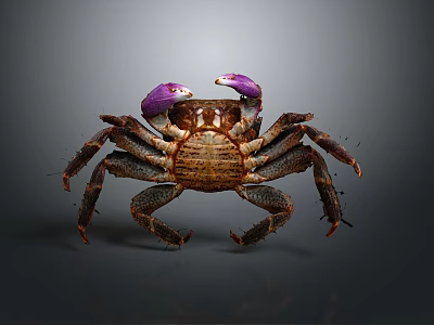 Detailed Brown Crab With Purple Claws And Legs On Dark Background 3d model