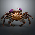 Detailed Brown Crab With Purple Claws And Legs On Dark Background