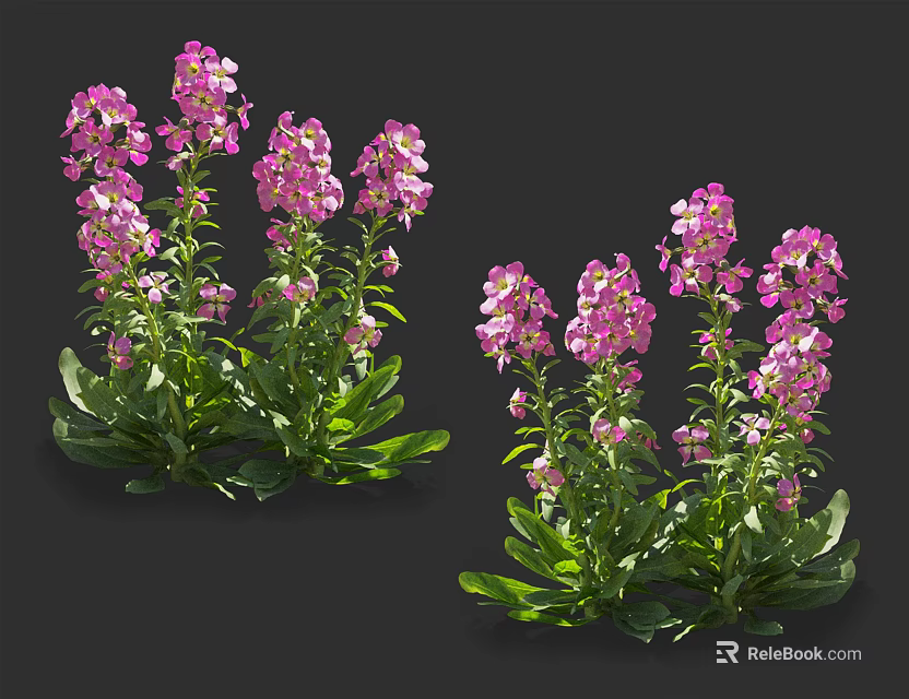 Vibrant Purple Flowers with Green Leaves Growing in Lush Clusters on Dark Background 3d model 