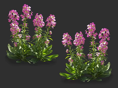 Vibrant Purple Flowers with Green Leaves Growing in Lush Clusters on Dark Background 3d model
