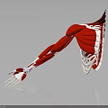 3D Rendered Human Arm Muscle Anatomy with Muscles Bones Grey Background and Reflection