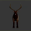 Brown and Pink Fur Deer With Large Antlers Standing On Gray Background