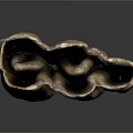 Dried Layered Brown Organ And Hair Structure With Natural Texture Detailed View