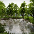 Trees Trees Forest Scenes Trees Shrubs Big Trees Green Plant Trunks 3d model