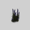Purple Flowers With Green Leaves And Tall Stems On Black Background
