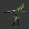 Indoor Green Plant with Large Fresh Leaves in Black Pot on Dark Background