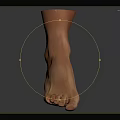 Realistic 3D Model of Human Foot and Ankle on Gray Background with Reflection