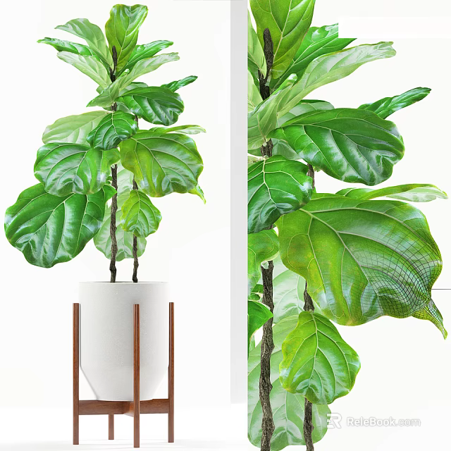 Green Fiddle Leaf Fig Bonsai in White Ceramic Planter with Wooden Legs 3d model 