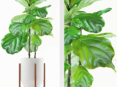 Green Fiddle Leaf Fig Bonsai in White Ceramic Planter with Wooden Legs 3d model