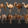 Eight Camels In Various Postures And Brown Shades On Grey Reflective Floor Background