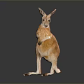 Standing Orange and White Kangaroo on Dark Gray Background with Floor Reflection 3d model