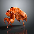 Orange Flying Animal Beetle with Shiny Texture and Reflection on Grey Background