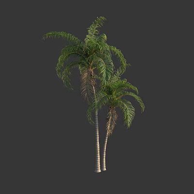 Two Tall Palm Trees With Green Fronds And Slender Trunks In Natural Scene 3d model