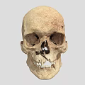 Human Male Skull Anatomical Structure Showing Detailed Bone Features And Texture 3d model