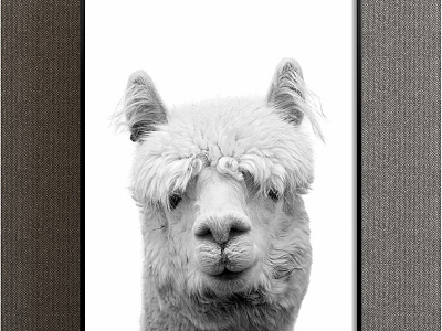 Modern Animal Painting Grey Children's Room Animal Alpaca Decorative Painting model