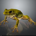Yellow and green frog showcasing vibrant colors on dark background with detailed texture
