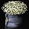 Decorative Bonsai Potted Plant with White Daisy Flowers in Gray Cloth Bag and Tag
