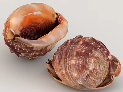 Vibrant Conch Shells Featuring Spiral Patterns And Brown Orange Textured Surfaces In Detailed View 3d model
