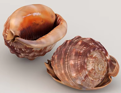Conch Shell 3d model