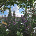 Vibrant Plant Combination with Purple Flowers White Blooms Yellow Blossoms Lush Green Foliage and Trees