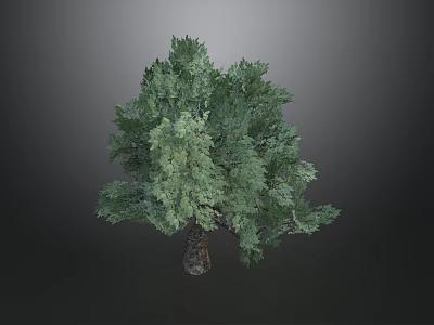 Tall Green Tree With Lush Foliage And Rough Trunk Against Gray Background 3d model