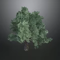 Tall Green Tree With Lush Foliage And Rough Trunk Against Gray Background 3d model