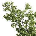 Decorative Potted Garden Accents With Green Leafy Trees and Lush Branches